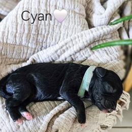 Cyan - Black female Poodle puppy in Gaylord, Michigan from Dog Mom Co. Poodles