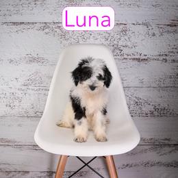 Luna - Parti female Assorted Doodle Crosses puppy in Calhoun, Georgia from Happy Top Doodles