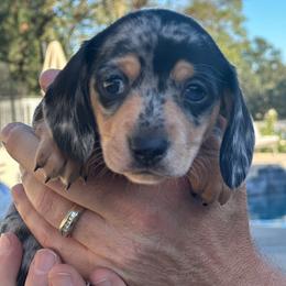 Liberty - Dapple female Dachshund puppy in Palo Cedro, California from RK Doxies