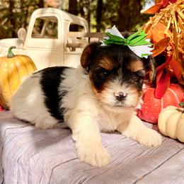 Tito - Black tan and white male Biewer Terrier puppy in Winslow, Arkansas from Morning Glory Puppies