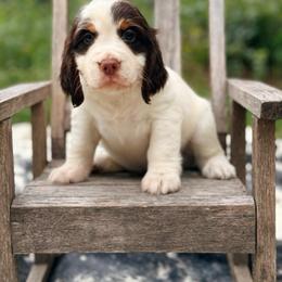 Charlie Brown - Liver white and tan male English Springer Spaniel puppy in Uvalda, Georgia from Willow Creek Farms