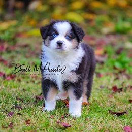 Opal - Black tri-color female Australian Shepherd puppy in Olivehurst, California from Double M Aussies