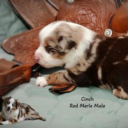 Cinch - Red merle male Australian Shepherd puppy in Ranger, Texas from Outback Mini Aussies