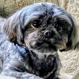 Pema - Lhasa Apso