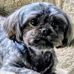 Pema - Lhasa Apso