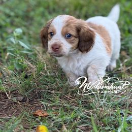 1500 red pie - Piebald male Dachshund puppy in Nashville, Arkansas from Whisenhunt Farms
