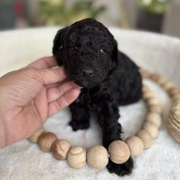 Gale - Black male Poodle puppy in Monetta, South Carolina from Moonrise Poodles