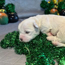 Girl 1 - White Coton de Tulear puppy in St Johns, Michigan from Centennial Farms Cotons