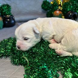 Girl 1 - White Coton de Tulear puppy in St Johns, Michigan from Centennial Farms Cotons