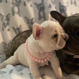 French Bulldog Puppies from Lola’s Frenchies