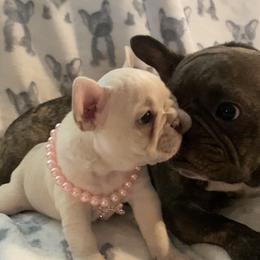 French Bulldog Puppies from Lola’s Frenchies