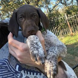 Trigger (Boy 1- Green) - Liver roan male German Shorthaired Pointer puppy in Keller, Texas from Jerri Ford