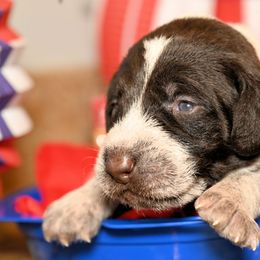 Girl number one - Liver and white female German Wirehaired Pointer puppy in Wallis, Texas from Jagged Edge German Wirehaired Versatility Dogs