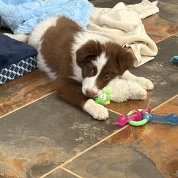 Benson - White and red male Border Collie puppy in Chino Valley, Arizona from Dog Pond Border Collies