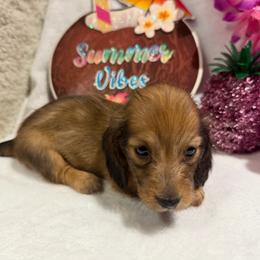 Pink collar female - Red female Dachshund puppy in Pleasant Plains, Arkansas from JGBs Silver Spur Dachshunds