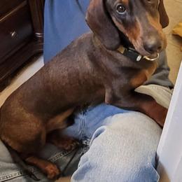 Dachshund Puppies from Honey Bee Dachshunds