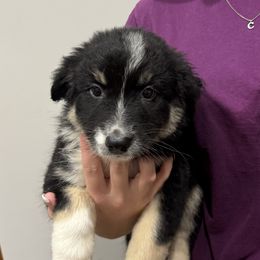 Onyx - Companion Cross puppy from Mid-Ohio Australian shepherds