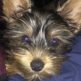 Yorkshire Terrier Puppies from YorkiStars
