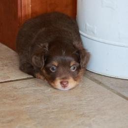 Birdie - Red tri female Toy Australian Shepherd puppy in Albia, Iowa from J Bar M Toy and Mini Aussies