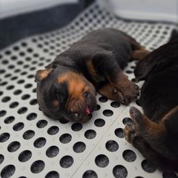 Kayce - Black and mahogany male Rottweiler puppy in Salt Lake City, Utah from Snubnose Rottweilers LLC