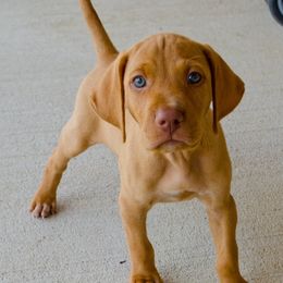 Vizslas from Glory Days Vizslas