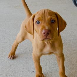 Vizslas from Glory Days Vizslas