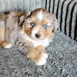 Camillia - Blue merle female Miniature American Shepherd puppy in Goldendale, Washington from Amulet Charm