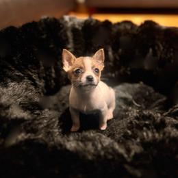 Pablo - Sable spotted white male Chihuahua puppy in Richland, Washington from Northwest Paws