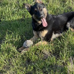 Dachshund and German Shepherd Puppies from Zwinger vom Donau-Ries