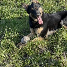 Dachshund and German Shepherd Puppies from Zwinger vom Donau-Ries