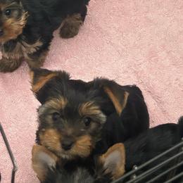 Male 1 - Black and tan male Yorkshire Terrier puppy in Kissimmee, Florida from Bebe AKC Puppies