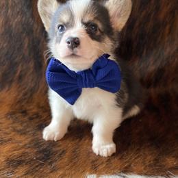 "Blue Male" Pembroke Welsh Corgi Puppies from Cactus Corgis