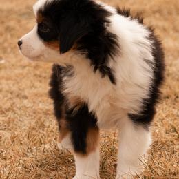 Miniature American Shepherd and Miniature Australian Shepherd Puppies from Bellewynd Acres
