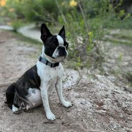 Boston Terriers from Boston Terriers of New Mexico