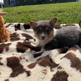 Elm - Blue male Pembroke Welsh Corgi puppy in Hillsville, Virginia from Bonderosa Kennels