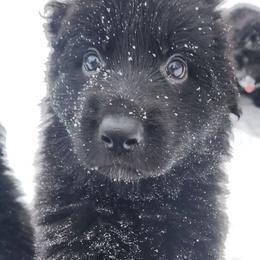 Elliott - Black male German Shepherd puppy in White Cloud, Michigan from Von WestLynn German Shepherds