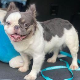 Bon-Bon - French Bulldog