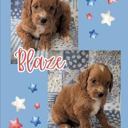 Blaze - Red  male Goldendoodle puppy in Coarsegold, California from Hobbit Hollow Acres