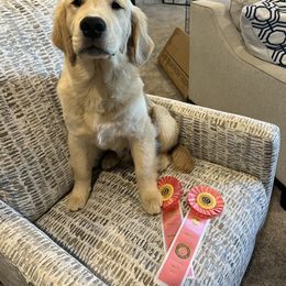 Golden Retriever Puppies from Chrysanthos Golden Retrievers