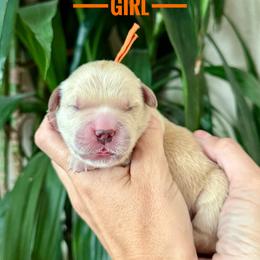 Breeze - Golden female Golden Retriever puppy in El Cajon, California from Grove Haven Canines