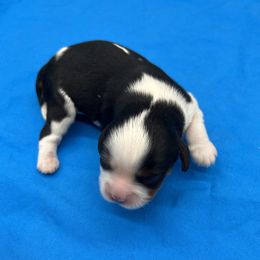 Boy 1 - male Cavalier King Charles Spaniel puppy in Burke, New York from Patti’s Puppies