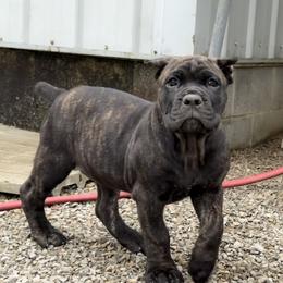 2ND PICK FEMALE - female Cane Corso puppy in Crossville, Tennessee from CANE CORSO DI DROGHEDA LLC