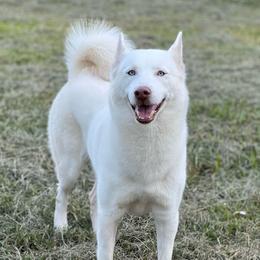 Akira - White female Siberian Husky puppy in Deer Park, Texas from SouthernBell Siberian Huskies