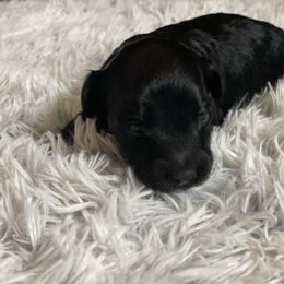 Aussiedoodle Puppies from Steen Ranch Doodles
