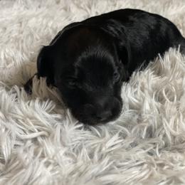 Aussiedoodle Puppies from Steen Ranch Doodles