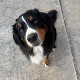 Lady - Bernese Mountain Dog