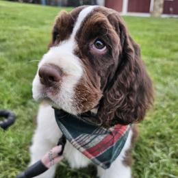 Green Boy (or Green Bean or Green Machine) - Liver and white male English Springer Spaniel puppy in Spanish Fork, Utah from Orchard Hill English Springer Spaniels