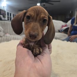 Boy 2 - Piebald male Dachshund puppy in Price, Utah from Stone Kennels
