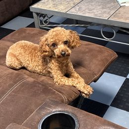 Lil Buddy - Poodle