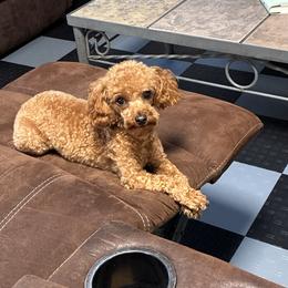 Lil Buddy - Poodle